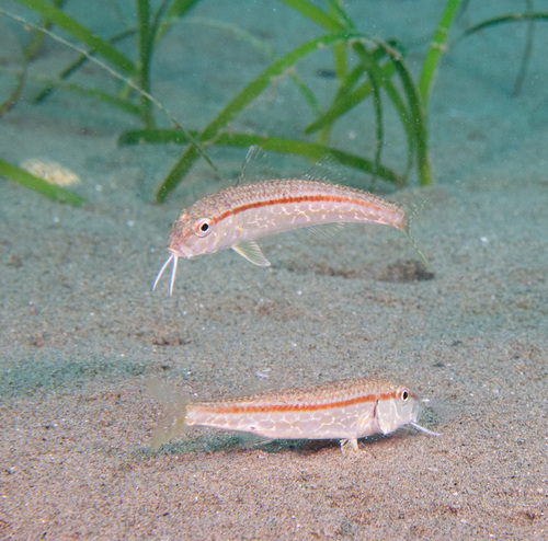 Red mullet (Mullus barbatus) — Mullidae — 2