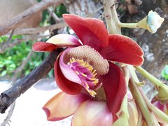 Couroupita guianensis