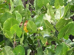 Montrichardia linifera