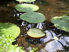 Victoria amazonica
