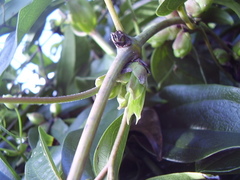 Clematis armandii