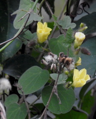 Camonea vitifolia