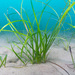 Little Neptune Grass - Photo (c) Bernat Garrigós, some rights reserved (CC BY-NC), uploaded by Bernat Garrigós