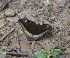 Adoliadini