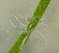 Bunodeopsis strumosa image