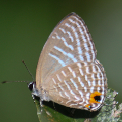 Jamides alecto alocina