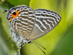 Jamides alecto alocina