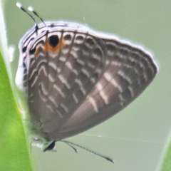 Jamides alecto alocina