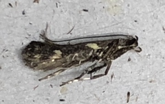 Calybites phasianipennella