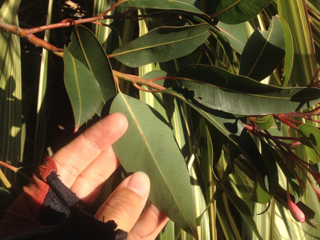 Eucalyptus ficifolia / Corymbia ficifolia - Red Flowering Gum, Albany Red Flowering  Gum - Quinta dos Ouriques