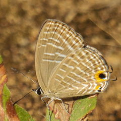 Jamides alecto alocina