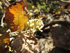 Brachylaena transvaalensis