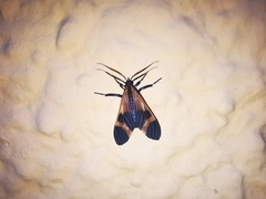 Dycladia correbioides