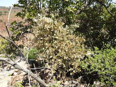 Brachylaena transvaalensis