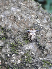 Alcimocoris coronatus