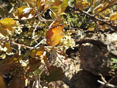 Brachylaena transvaalensis