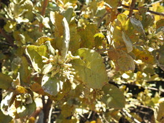 Brachylaena transvaalensis