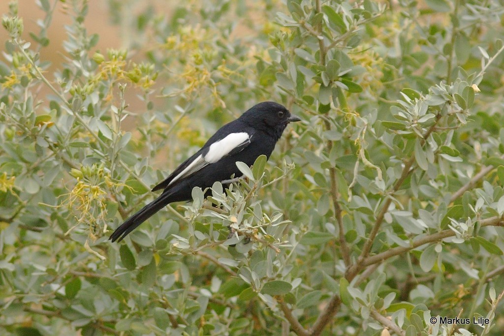 White-winged Black-Tit photo