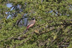 Brunhilda charmosyna