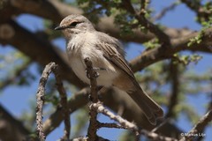 Bradornis microrhynchus
