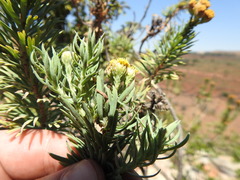 Phymaspermum athanasioides