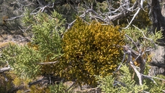 Phoradendron bolleanum densum