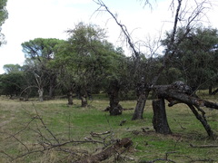 Fraxinus angustifolia