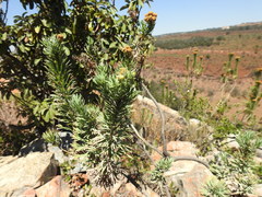 Phymaspermum athanasioides