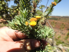 Phymaspermum athanasioides