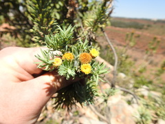 Phymaspermum athanasioides