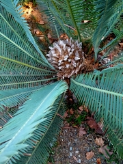 Dioon califanoi