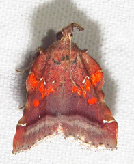 Clydonopteron sacculana