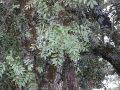 Fraxinus angustifolia