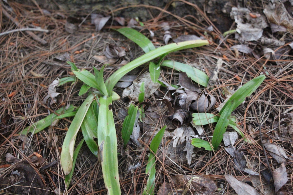 Orquídea de Talar desde Plomer, Provincia de Buenos Aires, Argentina el 25  de septiembre de 2020 a las 17:38 de laetitiae · iNaturalist Ecuador