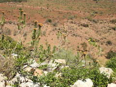 Phymaspermum athanasioides