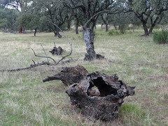 Fraxinus angustifolia