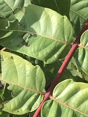 Ailanthus altissima