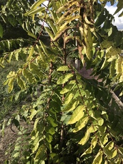 Ailanthus altissima
