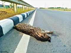 Prionailurus viverrinus viverrinus