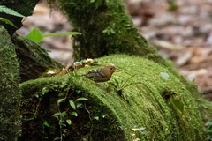 Willisornis poecilinotus