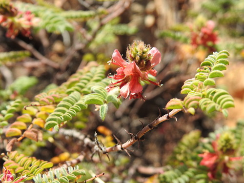Image of Indigofera comosa by (c) Matthew Fainman, some rights reserved (CC BY)