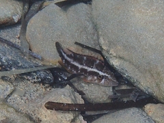 Pteragogus trispilus