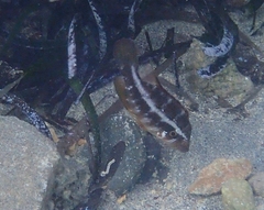 Pteragogus trispilus