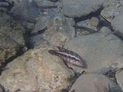 Pteragogus trispilus