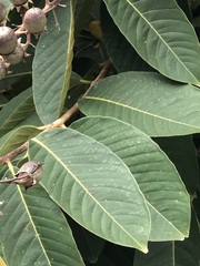 Lagerstroemia speciosa
