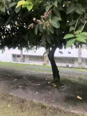 Lagerstroemia speciosa