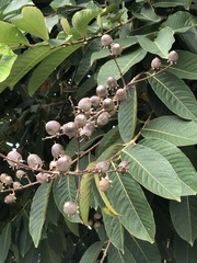 Lagerstroemia speciosa