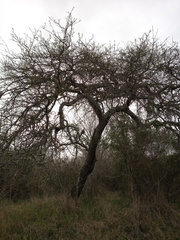 Prosopis alba