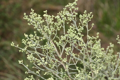 Baccharis articulata