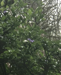 Brunfelsia australis